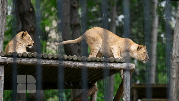 Puii de tigru de la Zoo din Chişinău, atracţie pentru vizitatori. Zeci de oameni au mers să-i vadă (FOTOREPORT)