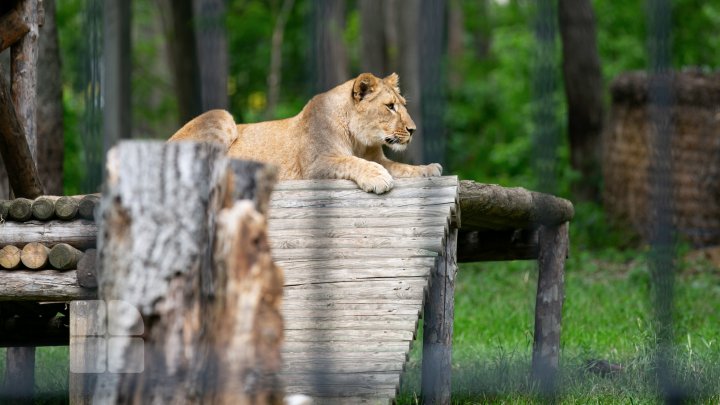 Puii de tigru de la Zoo din Chişinău, atracţie pentru vizitatori. Zeci de oameni au mers să-i vadă (FOTOREPORT)