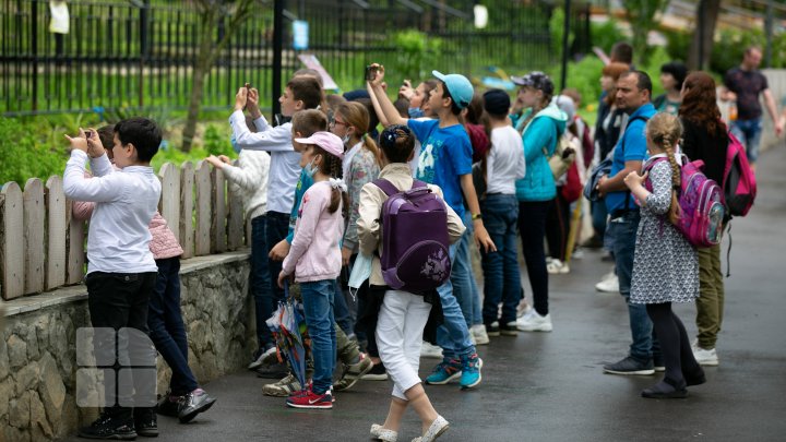 Puii de tigru de la Zoo din Chişinău, atracţie pentru vizitatori. Zeci de oameni au mers să-i vadă (FOTOREPORT)