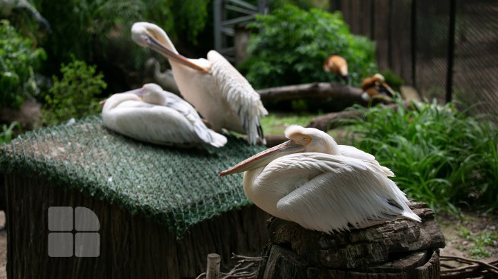 Puii de tigru de la Zoo din Chişinău, atracţie pentru vizitatori. Zeci de oameni au mers să-i vadă (FOTOREPORT)