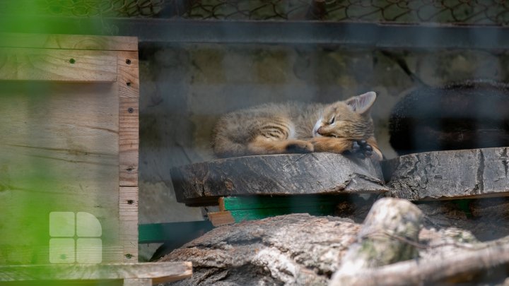 Puii de tigru de la Zoo din Chişinău, atracţie pentru vizitatori. Zeci de oameni au mers să-i vadă (FOTOREPORT)