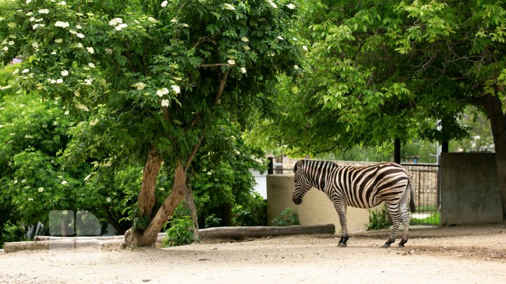 Puii de tigru de la Zoo din Chişinău, atracţie pentru vizitatori. Zeci de oameni au mers să-i vadă (FOTOREPORT)