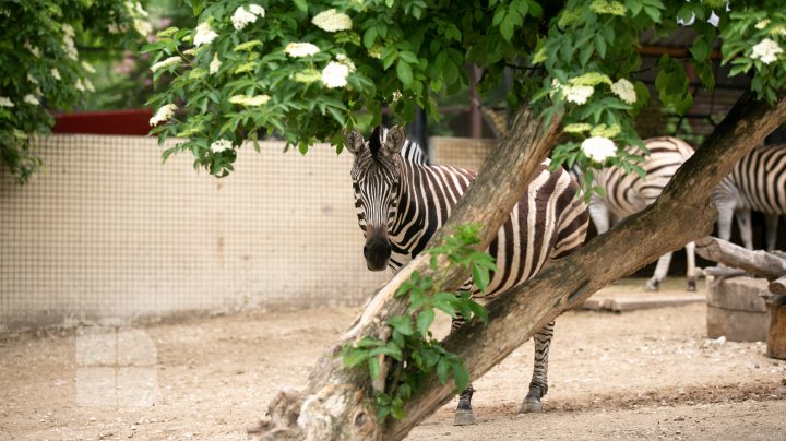 Puii de tigru de la Zoo din Chişinău, atracţie pentru vizitatori. Zeci de oameni au mers să-i vadă (FOTOREPORT)