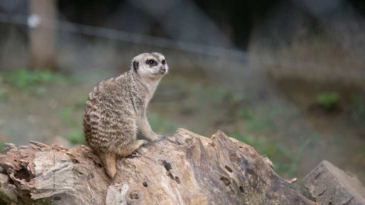 Puii de tigru de la Zoo din Chişinău, atracţie pentru vizitatori. Zeci de oameni au mers să-i vadă (FOTOREPORT)