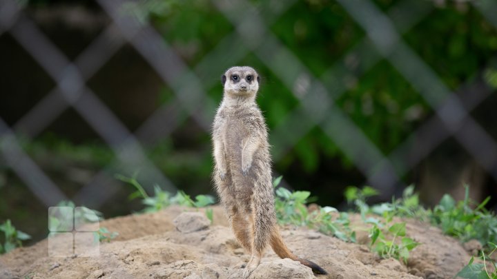 Puii de tigru de la Zoo din Chişinău, atracţie pentru vizitatori. Zeci de oameni au mers să-i vadă (FOTOREPORT)