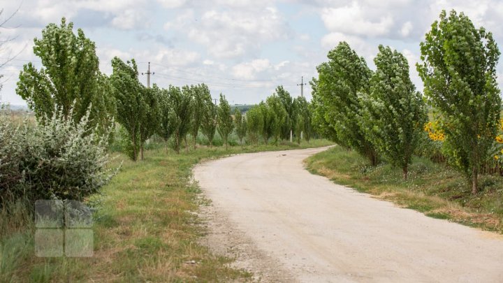 Vine FURTUNA! Meteorologii au emis Cod Galben de VÂNT