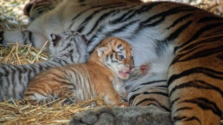 Edilul Capitalei, Ion Ceban, entuziasmat de cei doi pui de tigri de la Grădina Zoologică din Chișinău (FOTO)