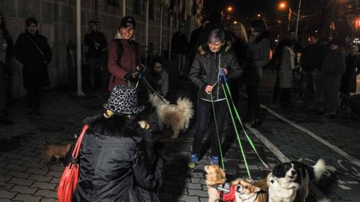 Sute de greci au protestat cu câinii de companie, cerând oprirea unui proiect care vizează sterilizarea animalelor