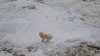 Un câine blocat printre ghețurile arctice și purtat pe ape zeci de kilometri, salvat după șapte zile (VIDEO)