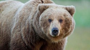 Adevărat "hoţ în serie". Locuitorii unui stat din SUA, terorizaţi de un urs ce le intră în maşini (VIDEO)