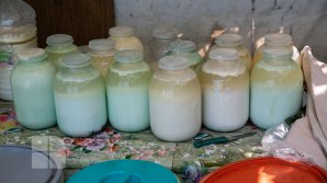 Dau laptele la câini şi la purcei, după închiderea punctului de colectare a lactatelor (FOTO)