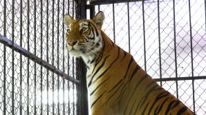 Leul surprins în raionul Ștefan Vodă va fi transmis la Grădină zoologică din Chișinău