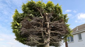 De RÂS și de PLÂNS! Un copac și porumbeii care stăteau în el, motive de "război" între doi vecini