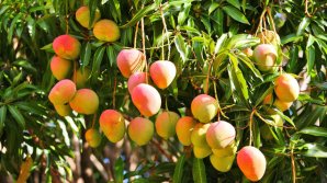 Un om de afaceri indian a angajat servicii de pază pentru un copac de mango