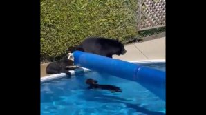 BĂLĂCEALĂ pe timp de caniculă. O familie de urși și-a făcut drum printr-o curte privată și s-a refugiat în piscină (VIDEO)