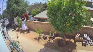 Isprava unei femei: A sărit la bătaie cu un urs, pentru a-şi apăra câinii (VIDEO)