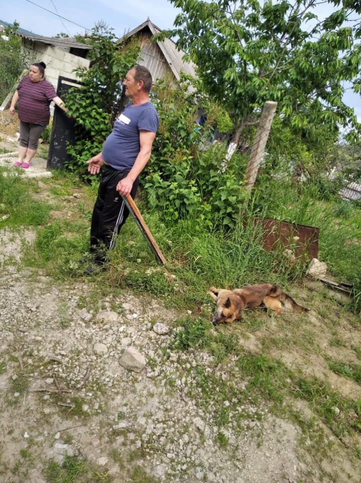 Cruzime fără margini în orașul Hîncești. Un bărbat şi-ar fi lovit cu bestialitate câinele cu o scândură (FOTO)