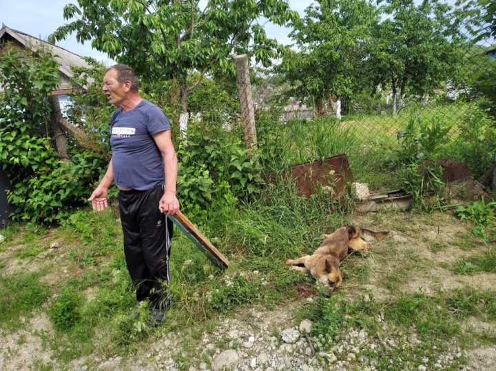 Cruzime fără margini în orașul Hîncești. Un bărbat şi-ar fi lovit cu bestialitate câinele cu o scândură (FOTO)