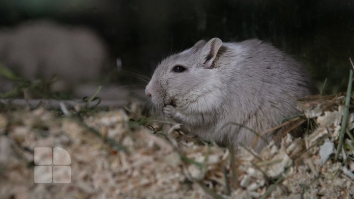 În Capitală s-a deschis o tabără pentru tinerii ecologişti (FOTOREPOERT)