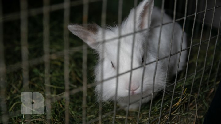 În Capitală s-a deschis o tabără pentru tinerii ecologişti (FOTOREPOERT)