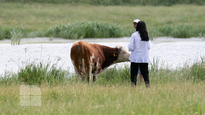 Dau laptele la câini şi la purcei, după închiderea punctului de colectare a lactatelor (FOTO)