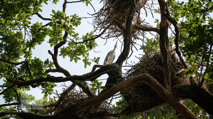 Ţara Bâtlanilor din Pădurea Domnească - un colţ de rai pe malul Prutului (FOTOREPORT)