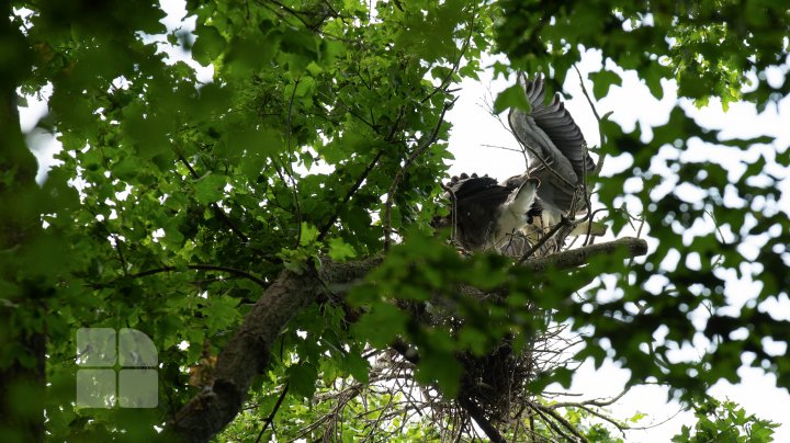 Ţara Bâtlanilor din Pădurea Domnească - un colţ de rai pe malul Prutului (FOTOREPORT)