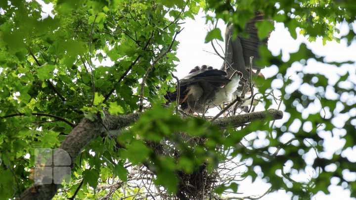 Ţara Bâtlanilor din Pădurea Domnească - un colţ de rai pe malul Prutului (FOTOREPORT)