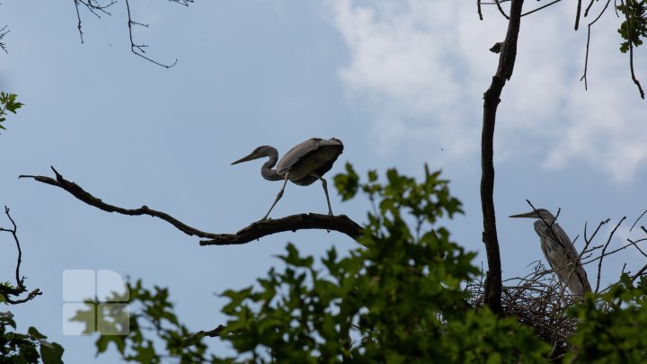 Ţara Bâtlanilor din Pădurea Domnească - un colţ de rai pe malul Prutului (FOTOREPORT)