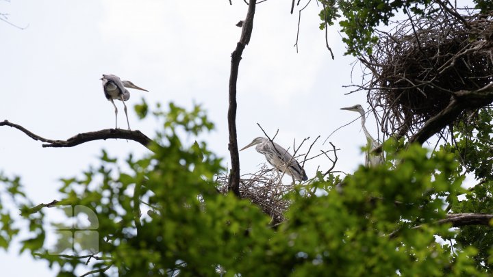 Ţara Bâtlanilor din Pădurea Domnească - un colţ de rai pe malul Prutului (FOTOREPORT)