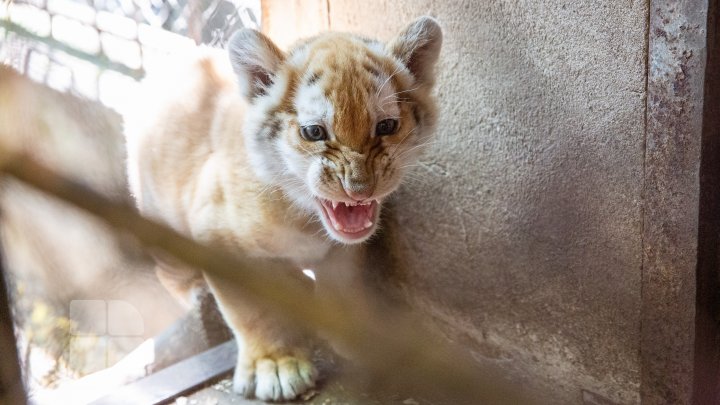 Animale noi la Grădina Zoologică din Capitală. Vezi cum arată acestea, inclusiv puii de tigru, care sunt atracția menajeriei  (FOTOREPORT)