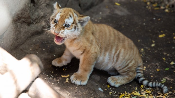 Animale noi la Grădina Zoologică din Capitală. Vezi cum arată acestea, inclusiv puii de tigru, care sunt atracția menajeriei  (FOTOREPORT)