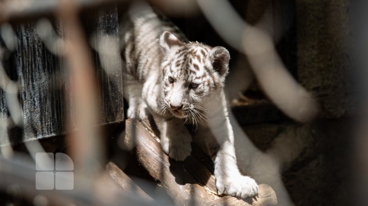 Animale noi la Grădina Zoologică din Capitală. Vezi cum arată acestea, inclusiv puii de tigru, care sunt atracția menajeriei  (FOTOREPORT)