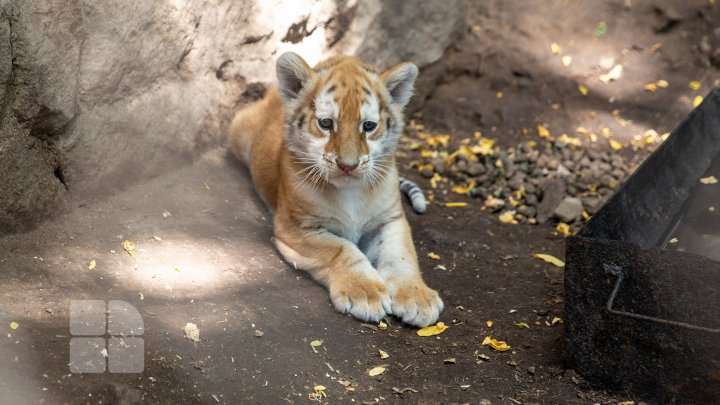 Animale noi la Grădina Zoologică din Capitală. Vezi cum arată acestea, inclusiv puii de tigru, care sunt atracția menajeriei  (FOTOREPORT)