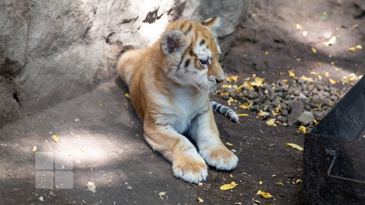 Animale noi la Grădina Zoologică din Capitală. Vezi cum arată acestea, inclusiv puii de tigru, care sunt atracția menajeriei  (FOTOREPORT)