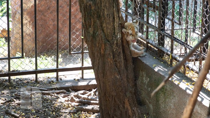 Animale noi la Grădina Zoologică din Capitală. Vezi cum arată acestea, inclusiv puii de tigru, care sunt atracția menajeriei  (FOTOREPORT)