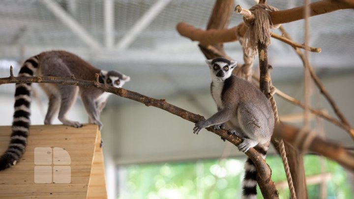 Animale noi la Grădina Zoologică din Capitală. Vezi cum arată acestea, inclusiv puii de tigru, care sunt atracția menajeriei  (FOTOREPORT)