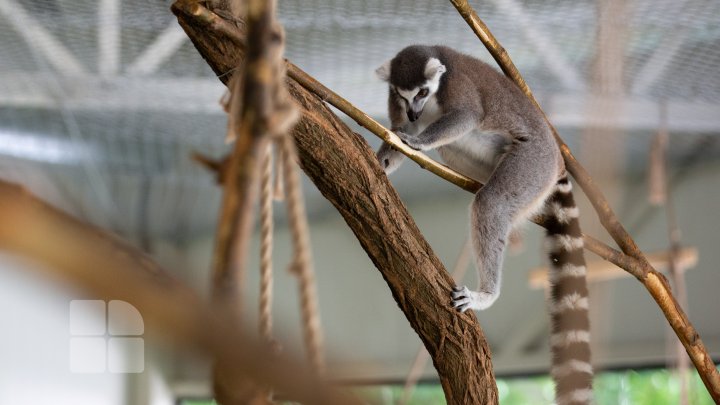 Animale noi la Grădina Zoologică din Capitală. Vezi cum arată acestea, inclusiv puii de tigru, care sunt atracția menajeriei  (FOTOREPORT)