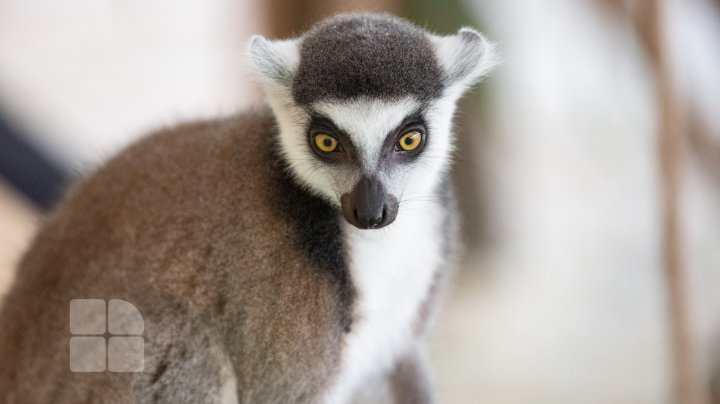 Animale noi la Grădina Zoologică din Capitală. Vezi cum arată acestea, inclusiv puii de tigru, care sunt atracția menajeriei  (FOTOREPORT)