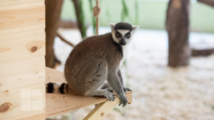 Animale noi la Grădina Zoologică din Capitală. Vezi cum arată acestea, inclusiv puii de tigru, care sunt atracția menajeriei  (FOTOREPORT)