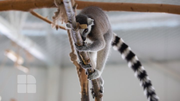 Animale noi la Grădina Zoologică din Capitală. Vezi cum arată acestea, inclusiv puii de tigru, care sunt atracția menajeriei  (FOTOREPORT)