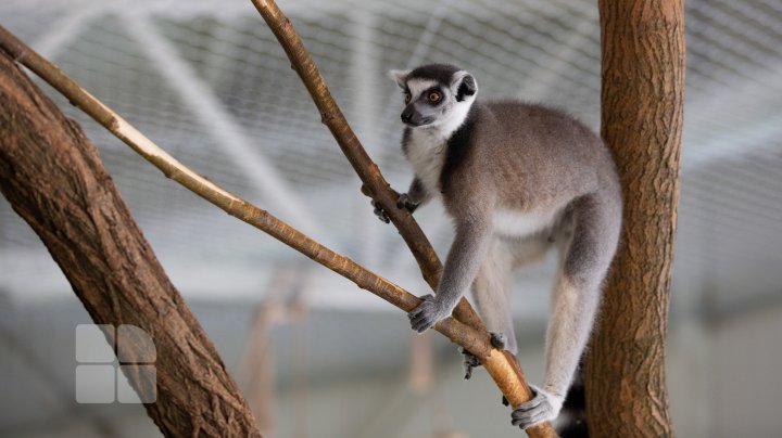 Animale noi la Grădina Zoologică din Capitală. Vezi cum arată acestea, inclusiv puii de tigru, care sunt atracția menajeriei  (FOTOREPORT)