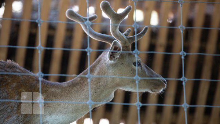 Animale noi la Grădina Zoologică din Capitală. Vezi cum arată acestea, inclusiv puii de tigru, care sunt atracția menajeriei  (FOTOREPORT)