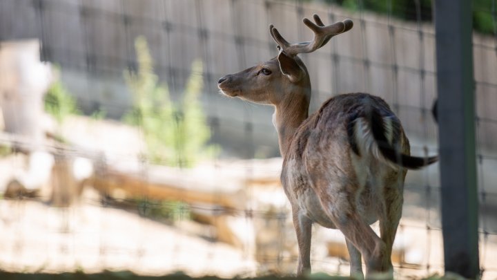 Animale noi la Grădina Zoologică din Capitală. Vezi cum arată acestea, inclusiv puii de tigru, care sunt atracția menajeriei  (FOTOREPORT)