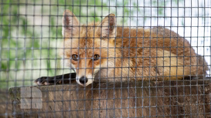 Animale noi la Grădina Zoologică din Capitală. Vezi cum arată acestea, inclusiv puii de tigru, care sunt atracția menajeriei  (FOTOREPORT)