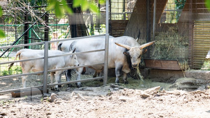 Animale noi la Grădina Zoologică din Capitală. Vezi cum arată acestea, inclusiv puii de tigru, care sunt atracția menajeriei  (FOTOREPORT)