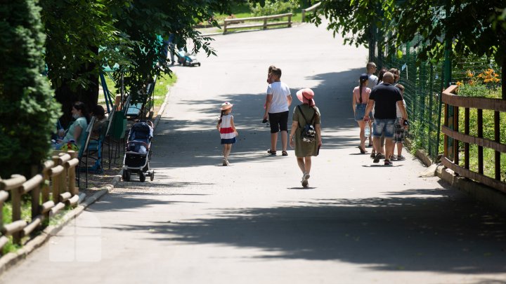 Animale noi la Grădina Zoologică din Capitală. Vezi cum arată acestea, inclusiv puii de tigru, care sunt atracția menajeriei  (FOTOREPORT)