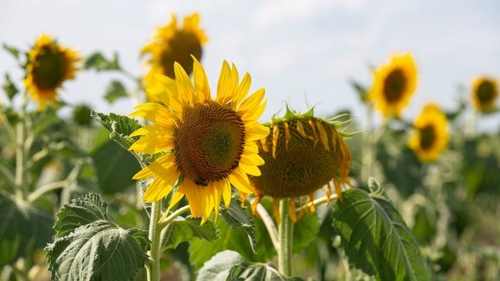 Ce surprize ne oferă vremea. Câte grade se vor înregistra sâmbătă 