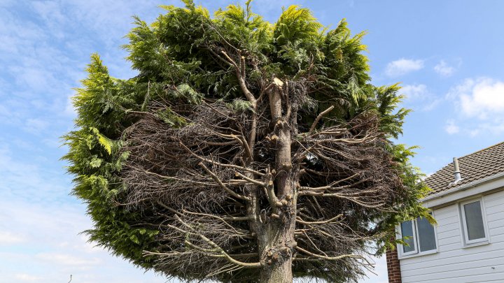 De RÂS și de PLÂNS! Un copac și porumbeii care stăteau în el, motive de "război" între doi vecini