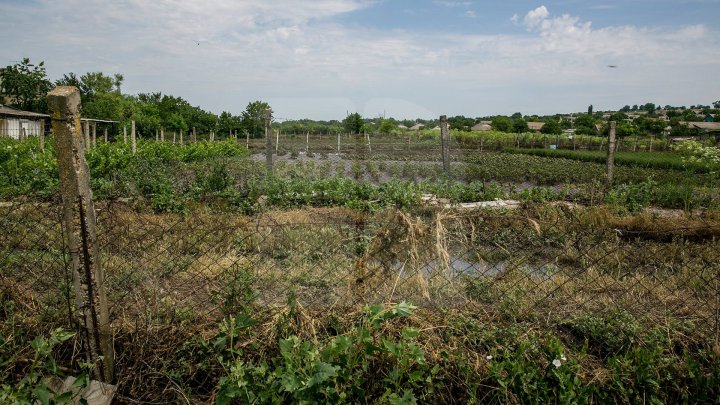 RAVAGII în mai multe localităţi din raioanele Ungheni și Soroca, în urma ploilor. Zeci de hectare de culturi agricole, DISTRUSE